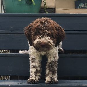 Meet your Posher, Amy